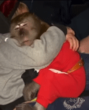 обезьяна, flash video, хасбик джимми, чисто по кайфу, домашние обезьяны
