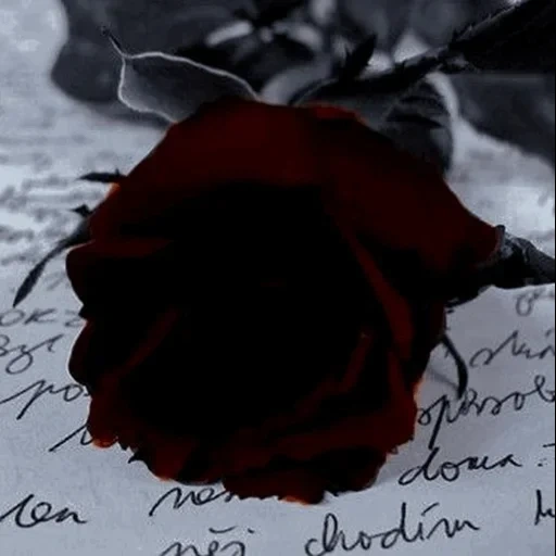 vermelho preto, vermelho preto, flores negras, bata rosa negra, cartão postal preto vermelho
