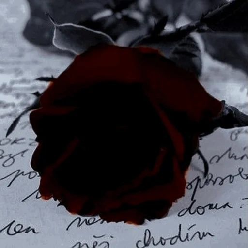 rose noire rouge, roses noires, fleurs noires, neige rose noire, carte postale noir rose rouge