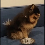 Yeontan Meme