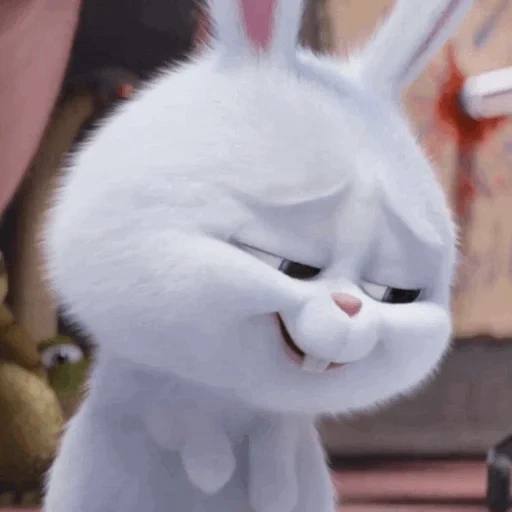cat, evil bunny, angry rabbit, hare snowball, rabbit snowball