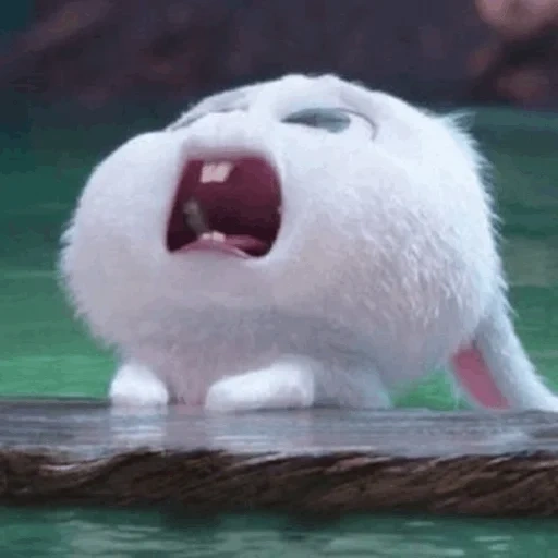 bola de neve de coelho, os animais são fofos, os animais mais fofos, rabbit secret life 2, última vida de animais de estimação snowball