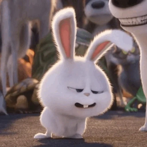 rabbit, angry rabbit, rabbit snowball, the hare of secret life, last life of home rabbit