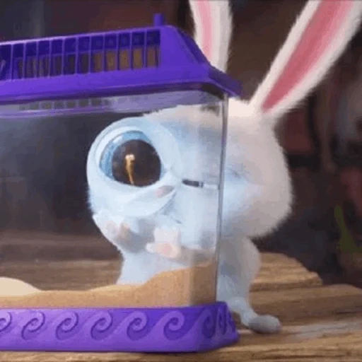 bola de neve de coelho, vida secreta do lar 2 hare, vida secreta do coelho de desenho animado, a vida secreta dos animais de estimação, little life of pets rabbit