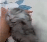cat, cats, vidéo, cat, a kitten meme