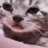 cat, cat, the cat is crying, crying cat, the cat cries with happiness