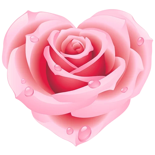 розы сердце, розовые розы, цветы розовые, роза нежно розовая, розовые розы прозрачном фоне