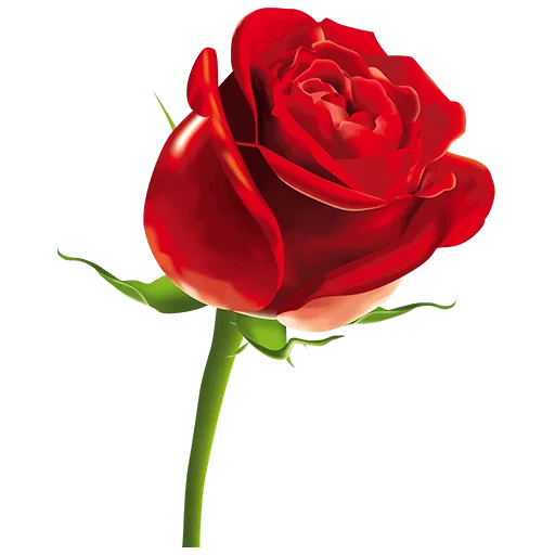 цветы розы, розы красные, клипарт розы, розы белом фоне, цветы красные розы