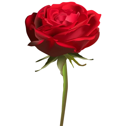 роза ред, фридом роза, розы красные, роза эвер ред, роза белом фоне