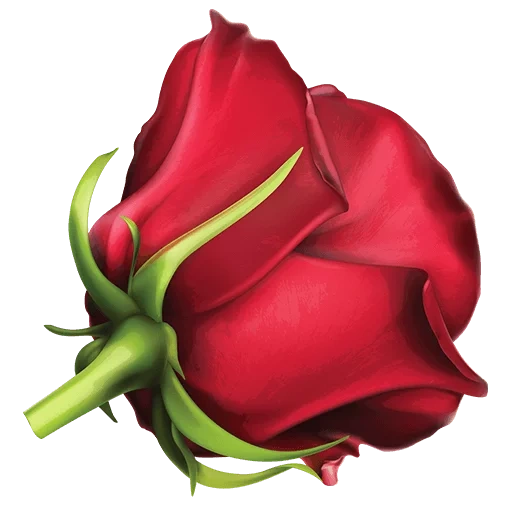 роза бутон, роза клипарт, красная роза, роза без фона, бутон красной розы