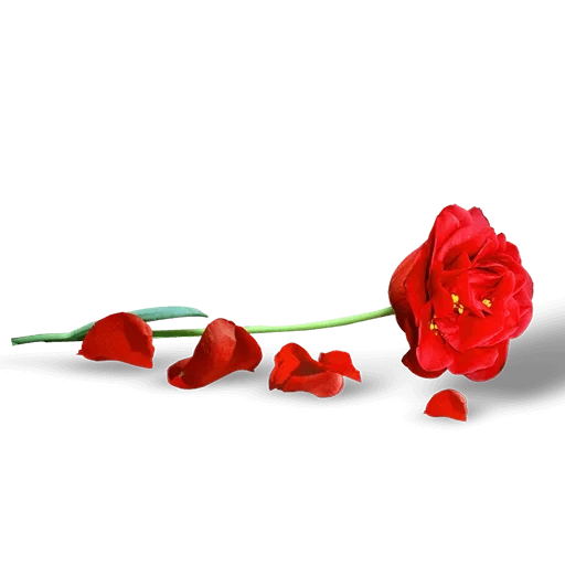 цветы, букет роз, роза лепестки, три розы лежат, разделители розы