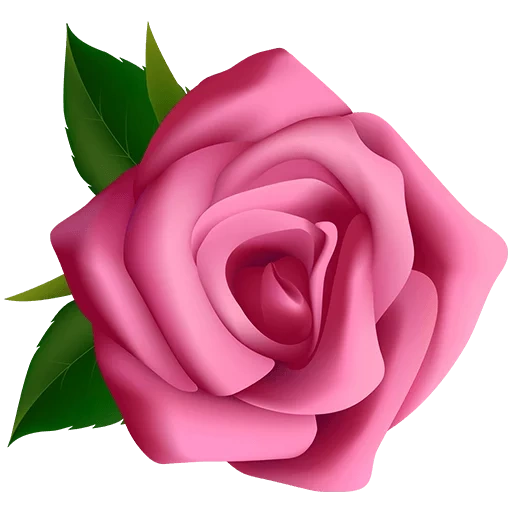 цветы розы, розы розовые, клипарт розы, розочка прозрачном фоне, роза прозрачном фоне реалистичная