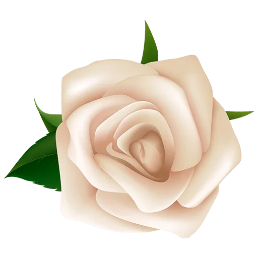 белые розы, роза цветок, клипарт розы, цветы без фона, кремовая роза белом фоне