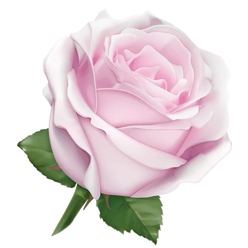 роза пинк, розы белые, розовые розы, роза белая роза, роза свит аваланч