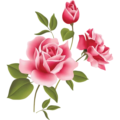 розы, цветы, розы розовые, цветы клипарт, цветы прозрачном фоне