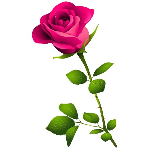 роза цветок, клипарт розы, розы прозрачном фоне, красные розы клипарт, на прозрачном фоне цветы