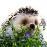 Hedgehog