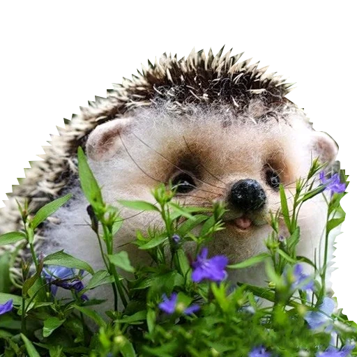 lovely hedgehog, hedgehog flower, good hedgehog, little hedgehog, good morning hedgehog