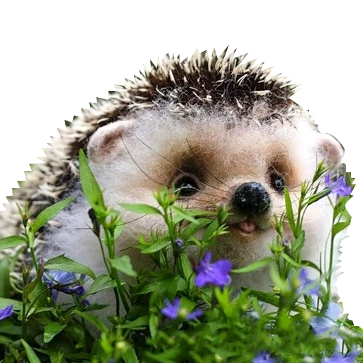 lindo erizo, flor de erizo, buen erizo, pequeño erizo, hedgehog buenos días