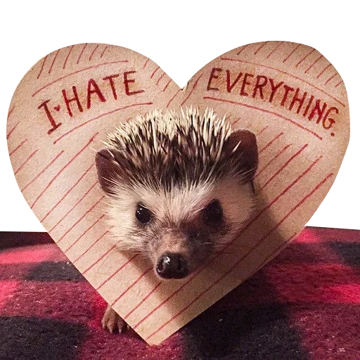 lovely hedgehog, hedgehogs are cute, don't get sick hedgehogs, african hedgehog, african hedgehog