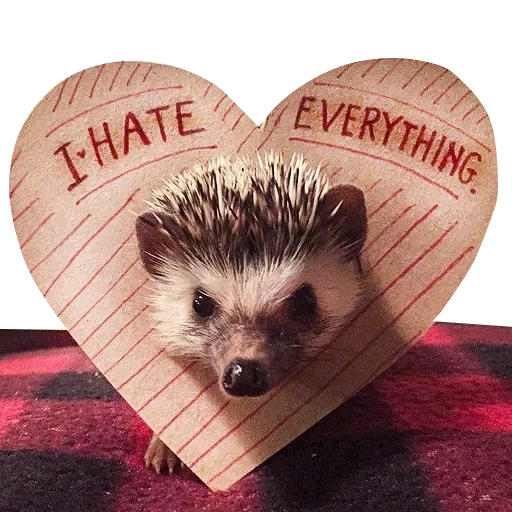 lovely hedgehog, landak sangat lucu, jangan sakit landak, landak afrika, landak kerdil afrika