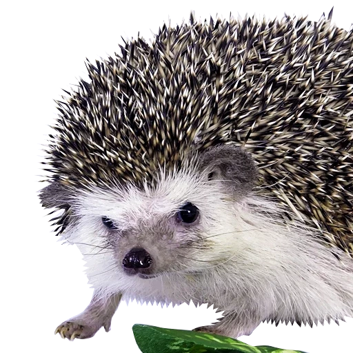 hedgehog, hedgehog, white-bellied hedgehog, common hedgehog, white hedgehog