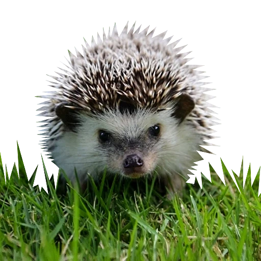 hedgehog, lindo erizo, pequeño erizo, hedgehog blanco, hedgehog decorativo
