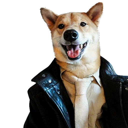 siba inu, shiba inu, corpo siba inu, cachorro com jaqueta, siba é um cachorro