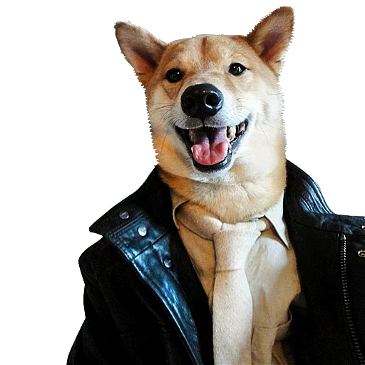 siba inu, shiba inu, siba inu körper, hund mit einer jacke, siba ist ein hund