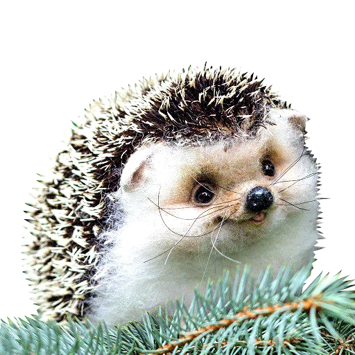 hedgehog, lindo erizo, hedgehog es muy lindo, pequeño erizo