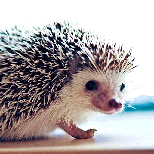 hedgehog, hedgehog, lindo erizo, hedgehog, hedgehog rizado