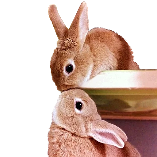 кролик, рыжий кролик, кролик милый, домашний кролик