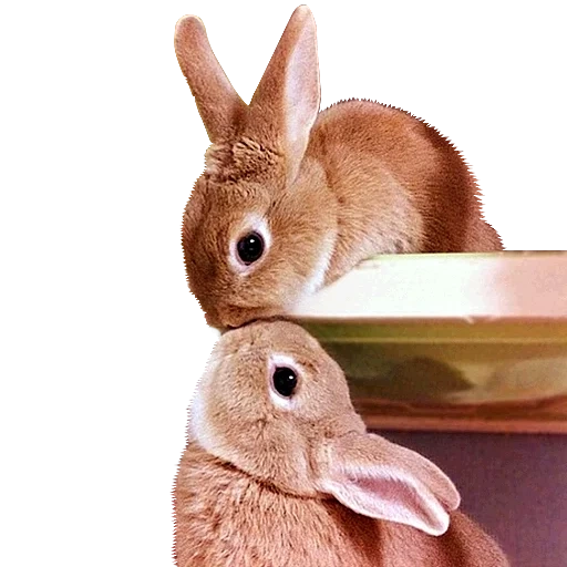 hase, roter kaninchen, lieber kaninchen, hauskaninchen