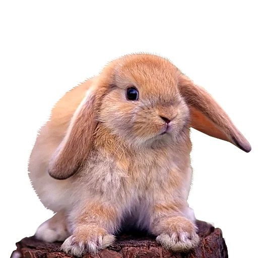 coniglio, rabbit baran, il coniglio nano, conigli decorativi, decorativo nano di coniglio