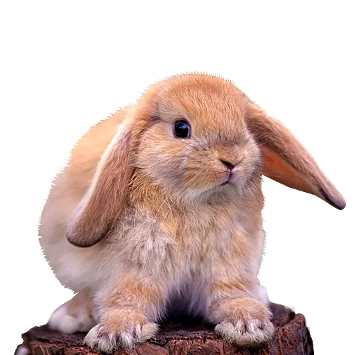 kelinci, rabbit ram, kelinci kerdil, kelinci hias, dekorasi gnome kelinci