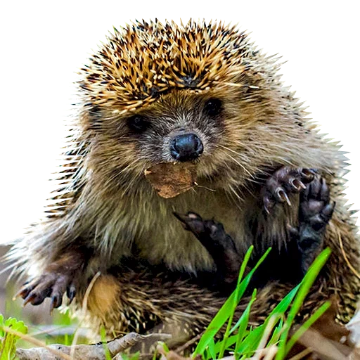 landak, landak, lovely hedgehog, landak berduri