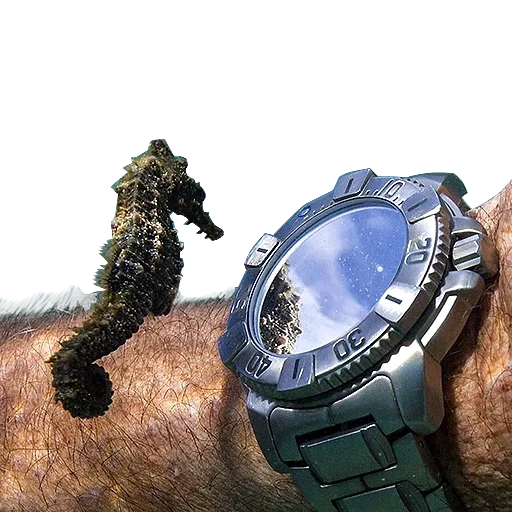 mira el reloj, hedgehog, mira al buzo, reloj de buceo, reloj subacuático