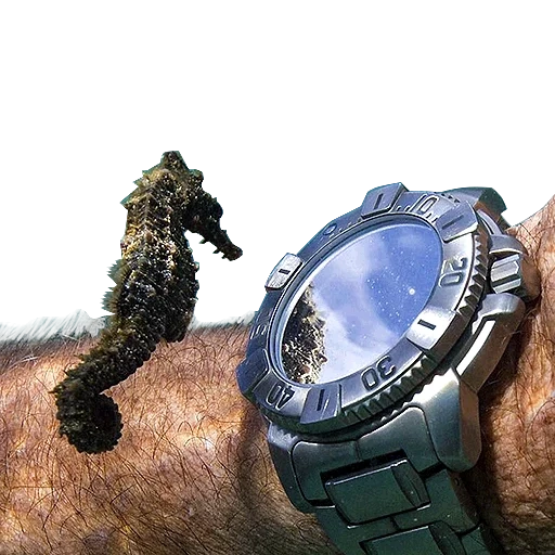 regardez, hérisson, montres de plongée, montre de plongée, regarder sous l'eau