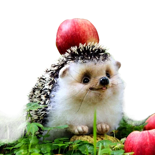lovely hedgehog, hedgehogs are cute, apple hedgehog, shustik the hedgehog, good morning hedgehog