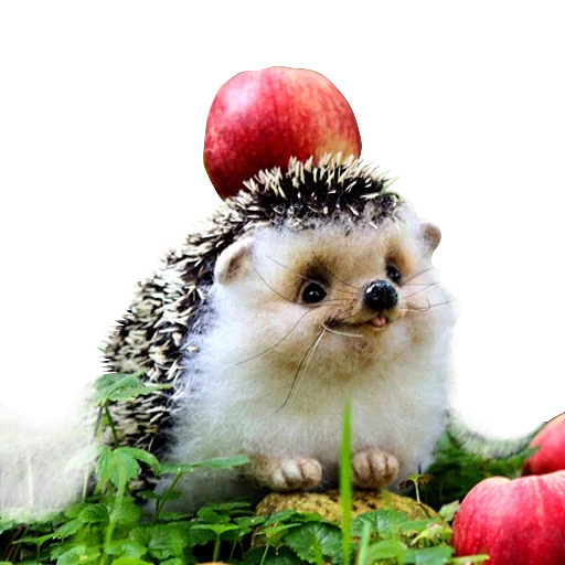 lieber igel, die igel sind süß, igel apfel, igel ashstik, igel guten morgen