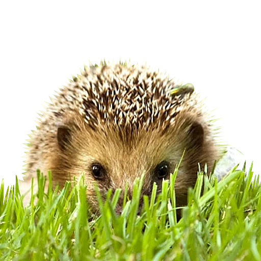 landak, landak, lovely hedgehog, landak hijau, the little hedgehog