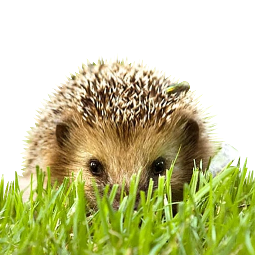 ricci, hedgehogs hedgehog, caro riccio, riccio verde, piccolo riccio