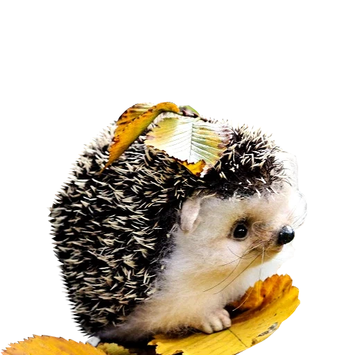 lovely hedgehog, landak shustik, mainan landak, the little hedgehog, meniru mainan landak