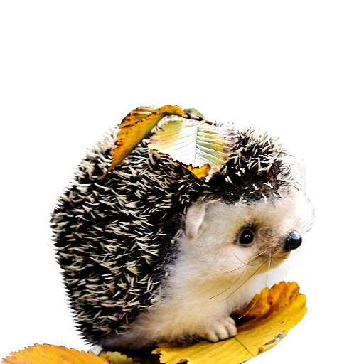 lindo erizo, hedgehog shustik, juguetes de erizo, pequeño erizo, imitar juguetes de erizo