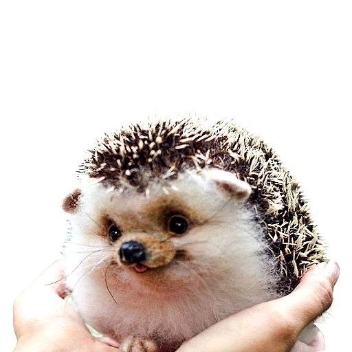 lovely hedgehog, landak sangat lucu, landak shustik, bagus landak, senyum landak