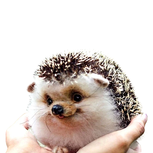 caro ouriço, os ouriços são fofos, hedgehog ashstik, bom ouriço, ouriço sorridente