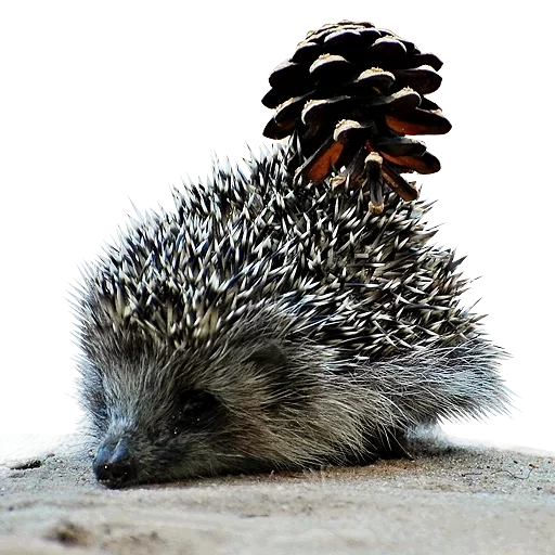 hedgehog, hedgehog, lovely hedgehog, big hedgehog, little hedgehog