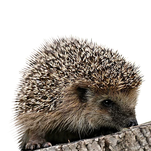 hedgehogs hedgehog, hedgehog spinoso, riccio con sfondo bianco, riccio con sfondo bianco, riccio ordinario insettivoro