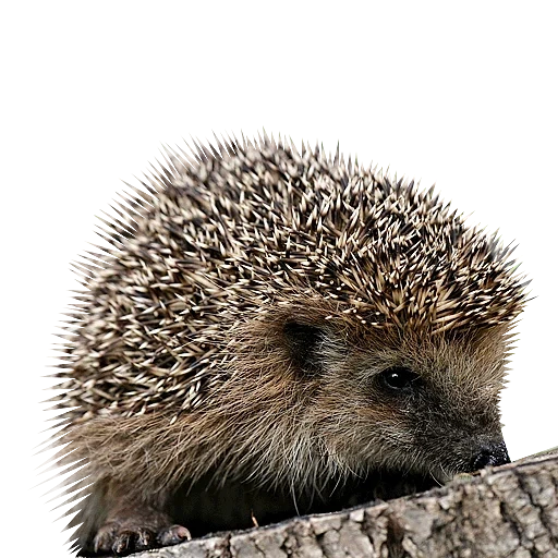 hérisson hérisson, hérisson épineux, hérisson avec un fond blanc, hérisson avec un fond blanc, hérisson ordinaire insectivore