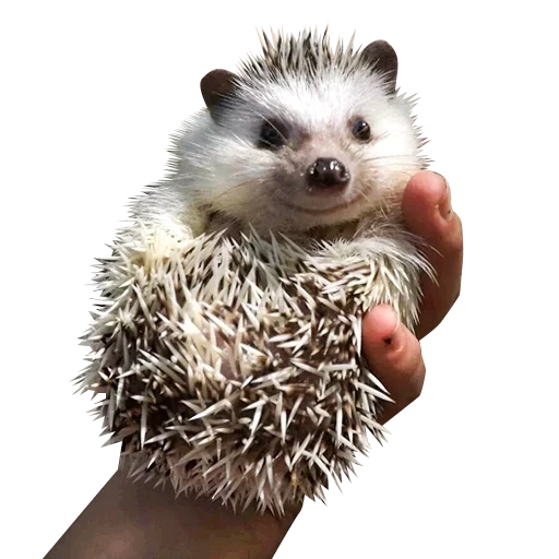 hedgehog, hedgehog, lindo erizo, hedgehog es muy lindo, hedgehog africano